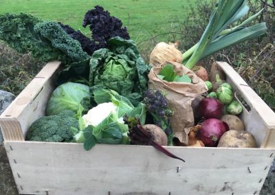 Medium vegetable box